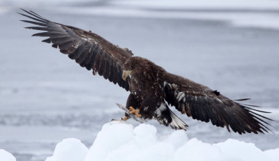 BIRD - EAGLE - WHITE-TAILED EAGLE - RAUSU, SHIRETOKO PENINSULA & NATIONAL PARK, HOKKAIDO JAPAN (44).JPG