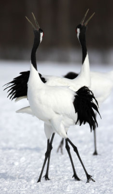 BIRD - CRANE - JAPANESE RED-CROWN CRANE - AKAN INTERNATIONAL CRANE CENTER - HOKKAIDO JAPAN (11).JPG