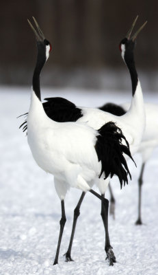 BIRD - CRANE - JAPANESE RED-CROWN CRANE - AKAN INTERNATIONAL CRANE CENTER - HOKKAIDO JAPAN (12).JPG