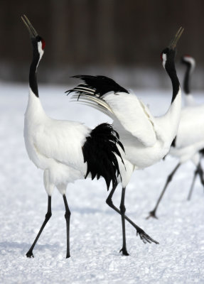 BIRD - CRANE - JAPANESE RED-CROWN CRANE - AKAN INTERNATIONAL CRANE CENTER - HOKKAIDO JAPAN (15).JPG