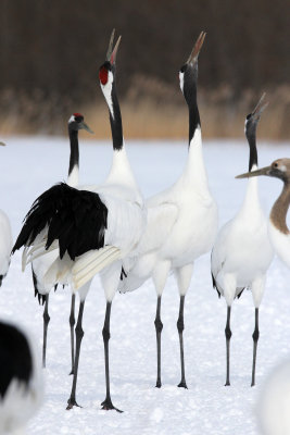 BIRD - CRANE - JAPANESE RED-CROWN CRANE - AKAN INTERNATIONAL CRANE CENTER - HOKKAIDO JAPAN (22).JPG