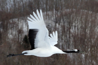 BIRD - CRANE - JAPANESE RED-CROWN CRANE - AKAN INTERNATIONAL CRANE CENTER - HOKKAIDO JAPAN (31).JPG