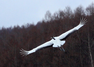 BIRD - CRANE - JAPANESE RED-CROWN CRANE - AKAN INTERNATIONAL CRANE CENTER - HOKKAIDO JAPAN (41).JPG