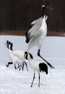 BIRD - CRANE - JAPANESE RED-CROWN CRANE - AKAN INTERNATIONAL CRANE CENTER - HOKKAIDO JAPAN (64).JPG