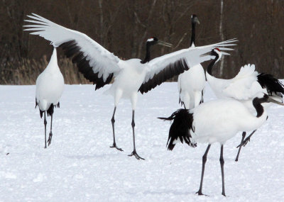 BIRD - CRANE - JAPANESE RED-CROWN CRANE - AKAN INTERNATIONAL CRANE CENTER - HOKKAIDO JAPAN (85).JPG