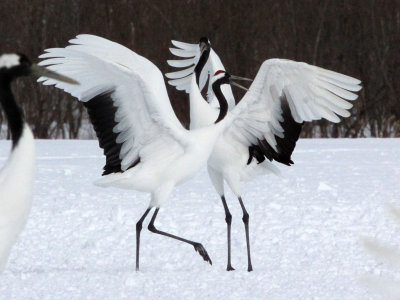 BIRD - CRANE - JAPANESE RED-CROWN CRANE - AKAN INTERNATIONAL CRANE CENTER - HOKKAIDO JAPAN (88).JPG