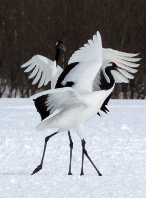 BIRD - CRANE - JAPANESE RED-CROWN CRANE - AKAN INTERNATIONAL CRANE CENTER - HOKKAIDO JAPAN (89).JPG