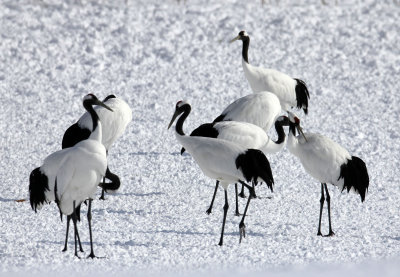 BIRD - CRANE - JAPANESE RED-CROWN CRANE - TSURUI CRANE CENTER - HOKKAIDO JAPAN (124).JPG