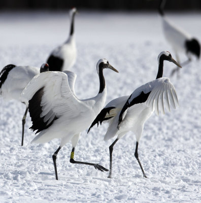 BIRD - CRANE - JAPANESE RED-CROWN CRANE - TSURUI CRANE CENTER - HOKKAIDO JAPAN (133).JPG