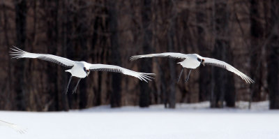 BIRD - CRANE - JAPANESE RED-CROWN CRANE - TSURUI CRANE CENTER - HOKKAIDO JAPAN (153).JPG