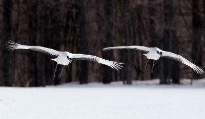 BIRD - CRANE - JAPANESE RED-CROWN CRANE - TSURUI CRANE CENTER - HOKKAIDO JAPAN (154).JPG