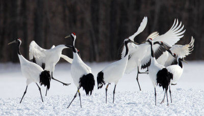 BIRD - CRANE - JAPANESE RED-CROWN CRANE - TSURUI CRANE CENTER - HOKKAIDO JAPAN (158).JPG