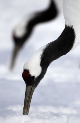 BIRD - CRANE - JAPANESE RED-CROWN CRANE - TSURUI CRANE CENTER - HOKKAIDO JAPAN (167).JPG