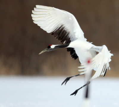 BIRD - CRANE - JAPANESE RED-CROWN CRANE - TSURUI CRANE CENTER - HOKKAIDO JAPAN (198).JPG