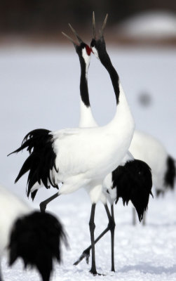 BIRD - CRANE - JAPANESE RED-CROWN CRANE - TSURUI CRANE CENTER - HOKKAIDO JAPAN (214).JPG