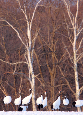 BIRD - CRANE - JAPANESE RED-CROWN CRANE - TSURUI CRANE CENTER - HOKKAIDO JAPAN (228).JPG