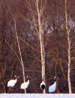 BIRD - CRANE - JAPANESE RED-CROWN CRANE - TSURUI CRANE CENTER - HOKKAIDO JAPAN (229).JPG