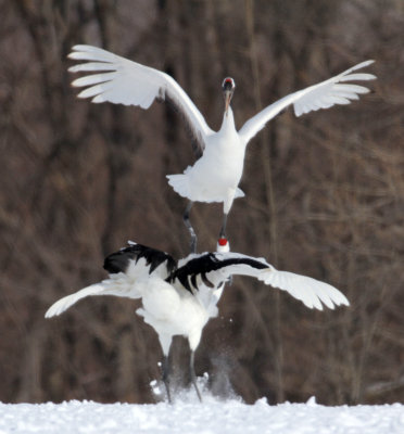 BIRD - CRANE - JAPANESE RED-CROWN CRANE - TSURUI CRANE CENTER - HOKKAIDO JAPAN (25).JPG