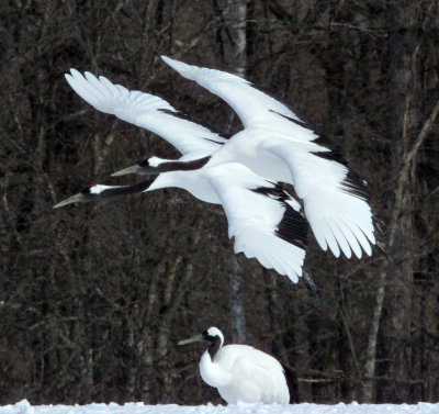 BIRD - CRANE - JAPANESE RED-CROWN CRANE - TSURUI CRANE CENTER - HOKKAIDO JAPAN (250).JPG