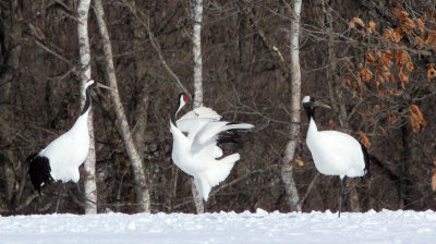 BIRD - CRANE - JAPANESE RED-CROWN CRANE - TSURUI CRANE CENTER - HOKKAIDO JAPAN (261).JPG