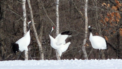 BIRD - CRANE - JAPANESE RED-CROWN CRANE - TSURUI CRANE CENTER - HOKKAIDO JAPAN (262).JPG