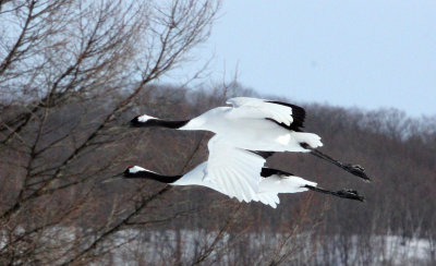 BIRD - CRANE - JAPANESE RED-CROWN CRANE - TSURUI CRANE CENTER - HOKKAIDO JAPAN (265).JPG