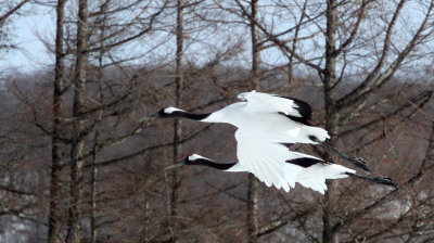 BIRD - CRANE - JAPANESE RED-CROWN CRANE - TSURUI CRANE CENTER - HOKKAIDO JAPAN (266).JPG