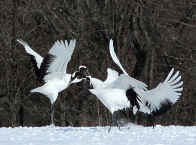 BIRD - CRANE - JAPANESE RED-CROWN CRANE - TSURUI CRANE CENTER - HOKKAIDO JAPAN (278).JPG