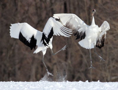 BIRD - CRANE - JAPANESE RED-CROWN CRANE - TSURUI CRANE CENTER - HOKKAIDO JAPAN (28).JPG