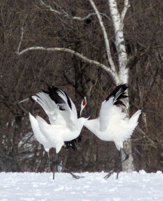 BIRD - CRANE - JAPANESE RED-CROWN CRANE - TSURUI CRANE CENTER - HOKKAIDO JAPAN (308).JPG