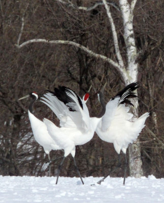 BIRD - CRANE - JAPANESE RED-CROWN CRANE - TSURUI CRANE CENTER - HOKKAIDO JAPAN (309).JPG