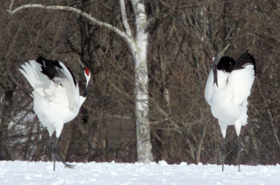 BIRD - CRANE - JAPANESE RED-CROWN CRANE - TSURUI CRANE CENTER - HOKKAIDO JAPAN (318).JPG