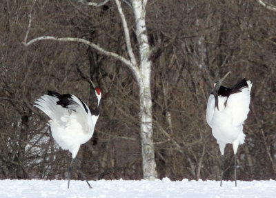 BIRD - CRANE - JAPANESE RED-CROWN CRANE - TSURUI CRANE CENTER - HOKKAIDO JAPAN (319).JPG