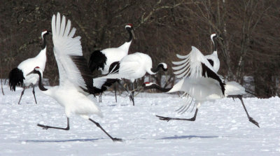 BIRD - CRANE - JAPANESE RED-CROWN CRANE - TSURUI CRANE CENTER - HOKKAIDO JAPAN (338).JPG