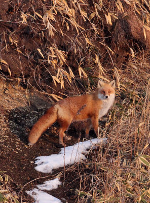 CANID - FOX - HOKKAIDO RED FOX - HANASAKI HARBOR, NEMURO PENINSULA, HOKKAIDO (11).JPG