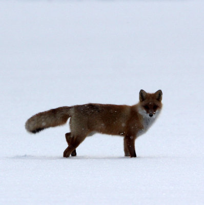 CANID - FOX - HOKKAIDO RED FOX - TSURUI CRANE CENTER - HOKKAIDO JAPAN (16).JPG