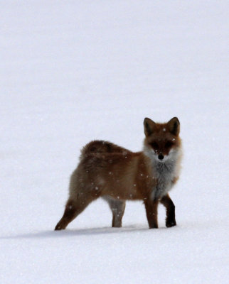 CANID - FOX - HOKKAIDO RED FOX - TSURUI HOKKAIDO (38).JPG