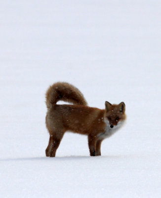 CANID - FOX - HOKKAIDO RED FOX - TSURUI HOKKAIDO (62).JPG