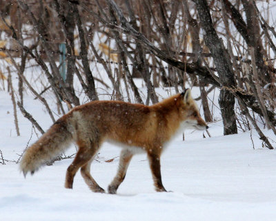 CANID - FOX - HOKKAIDO RED FOX - TSURUI HOKKAIDO (88).JPG