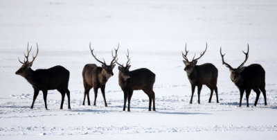 CERVID - HOKKAIDO SIKA DEER - NOTSUKE PENINSULA, HOKKAIDO JAPAN (6).JPG