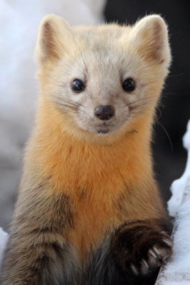MUSTELID - Sable - Daiichi Spa, Yoroushi Onsen, Hokkaido Japan