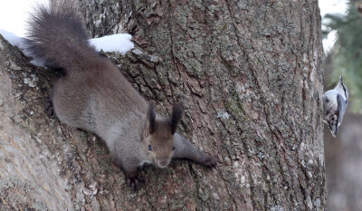 RODENTIA - SQUIRREL - HOKKAIDO RED SQUIRREL - KINOHIROBA PARK - ABASHIRI - HOKKAIDO JAPAN (32).JPG