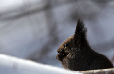 RODENTIA - SQUIRREL - HOKKAIDO RED SQUIRREL - KINOHIROBA PARK, ABASHIRI HOKKAIDO JAPAN (85).JPG