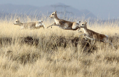 BOVID - GAZELLE - PRZEWALSKI'S GAZELLE - QINGHAI LAKE CHINA (179).JPG