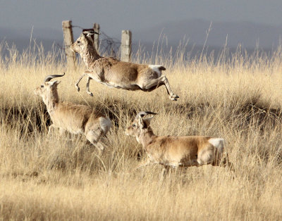 Przewalski's Gazelles of Qinghai Lake