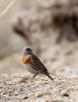 BIRD - ACCENTOR - ROBIN ACCENTOR - PRUNELLA - QINGHAI LAKE CHINA (2).JPG