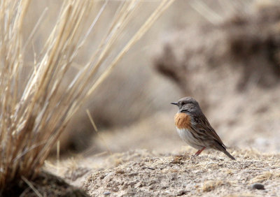 BIRD - ACCENTOR - ROBIN ACCENTOR - PRUNELLA - QINGHAI LAKE CHINA (8).JPG