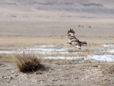 BIRD - BUZZARD - UPLAND BUZZARD - QINGHAI LAKE CHINA (6).JPG