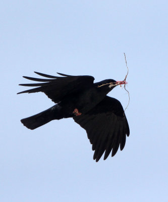 BIRD - COUGH - RED-BILLED COUGH - QINGHAI LAKE CHINA (2).JPG