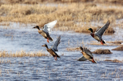 BIRD - DUCK - MALLARD - QINGHAI LAKE CHINA (2).JPG